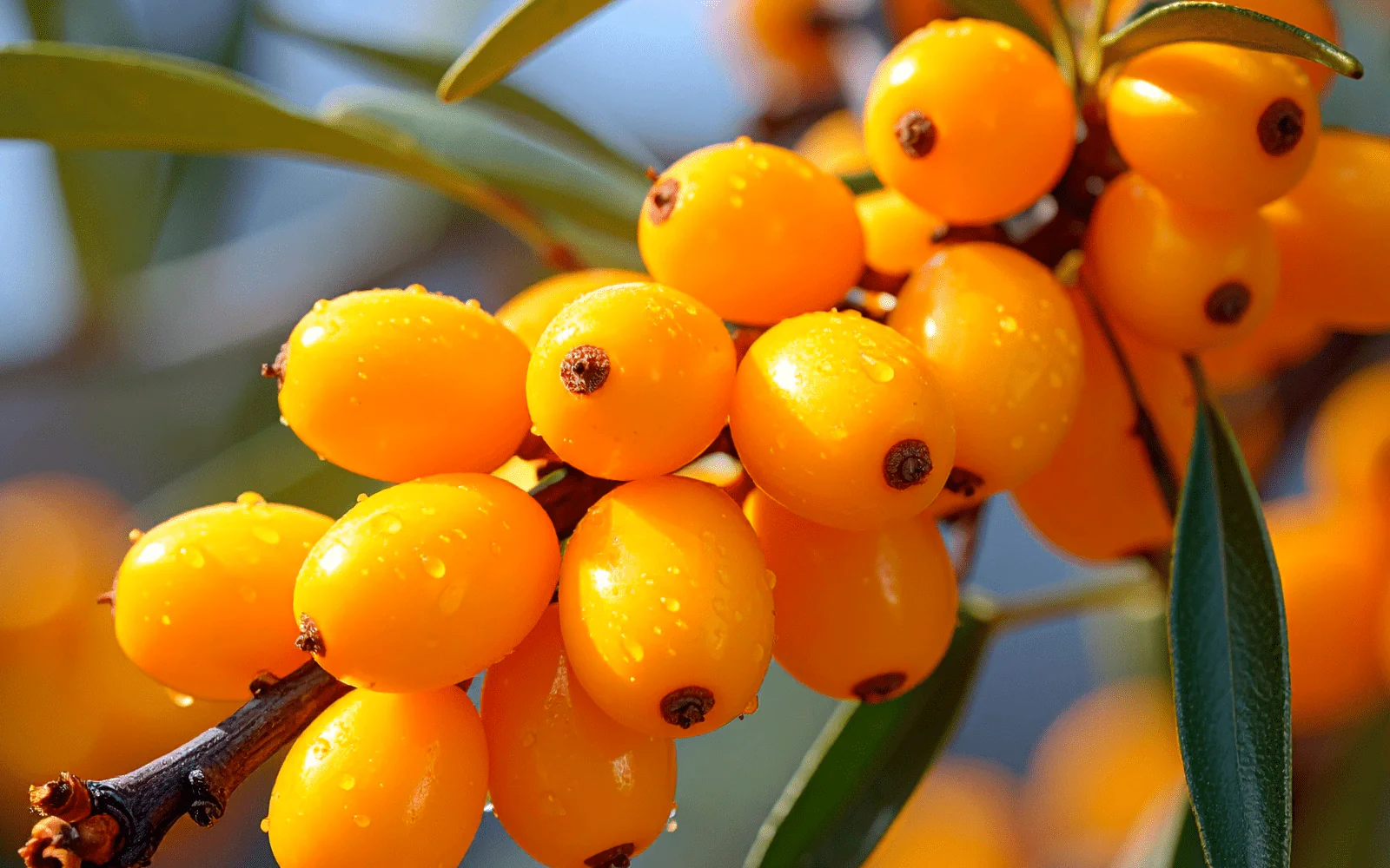 Sea Buckthorn plant