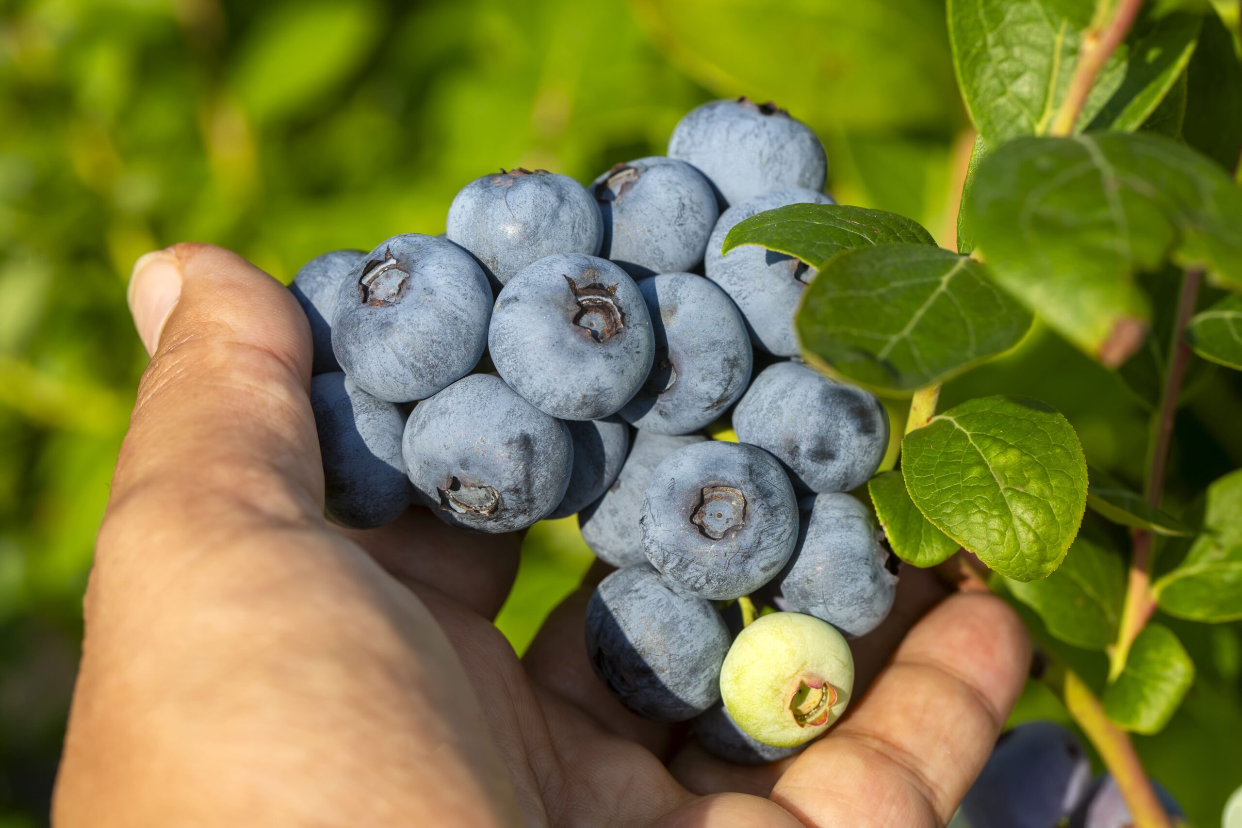Cellular health